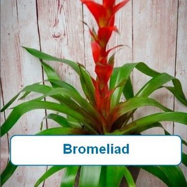 Bromeliad