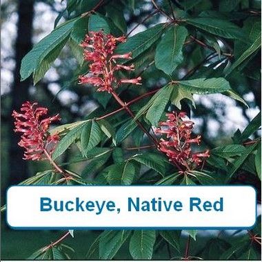 Buckeye, Red Tree