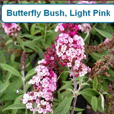 Butterfly Bush, Buzz®, Light Pink
