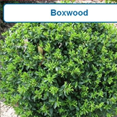 Boxwood