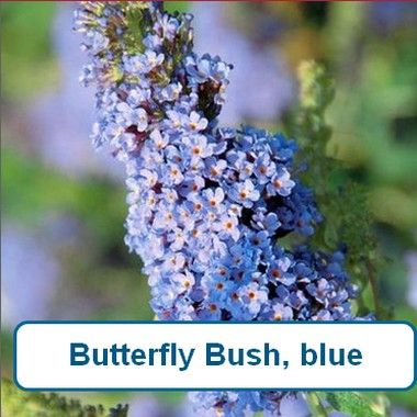 ButterflyBush,Blue