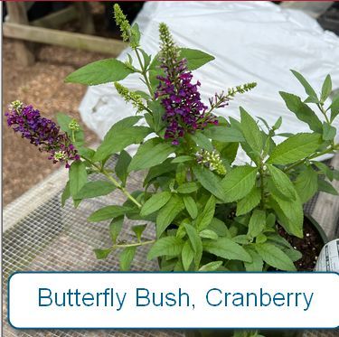 Butterfly Bush, Chrysalis Cranberry
