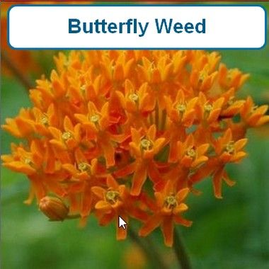 Butterfly Weed
