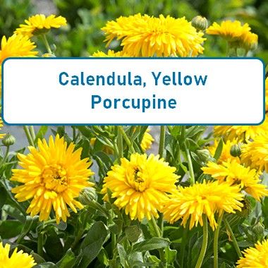 Calendula, Yellow Porcupine