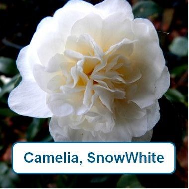 Camelia, white