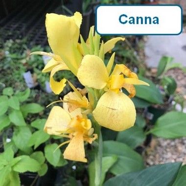 Canna, Cannova Yellow