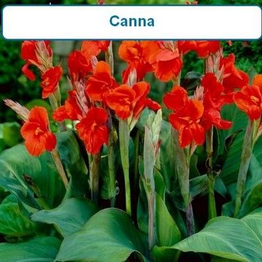 Canna, Cannova Red
