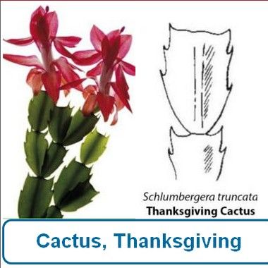 Cactus, Thanksgiving