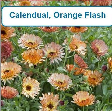 Calendula, Orange Flash