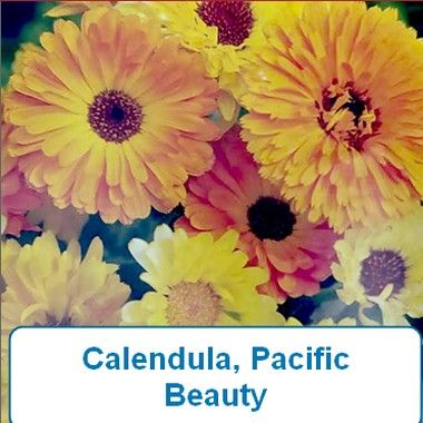 Calendula, Pacific Beauty