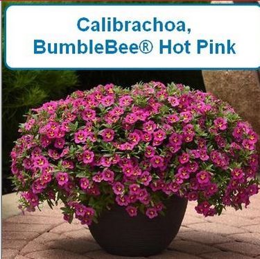 Calibrachoa, Bumble Bee® Hot Pink