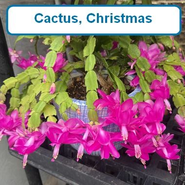 Cactus, Christmas