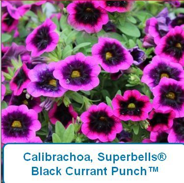 Calibrachoa, Superbells® Black Currant Punch