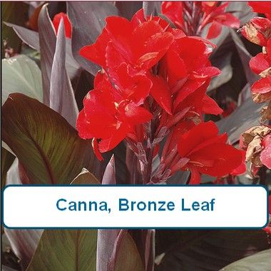 Canna,  Bronze Leaf, Red