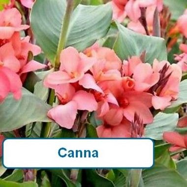 Canna, Cannova Mango
