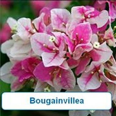 Bougainvillea-Pink