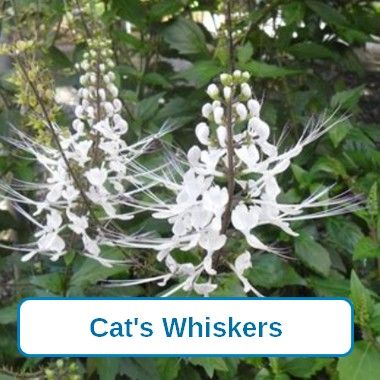 Cats Whiskers