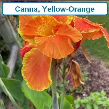 Canna, Yellow/Orange