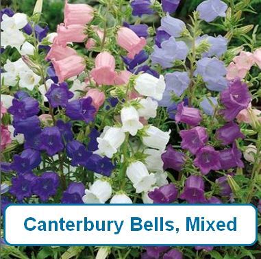Canterbury Bells, Mixed