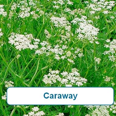 Caraway