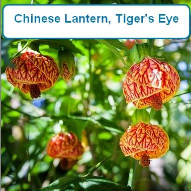 Chinese Lantern, Tigers Eye