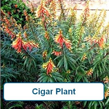 Cigar  Flower