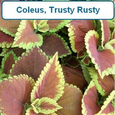 Coleus