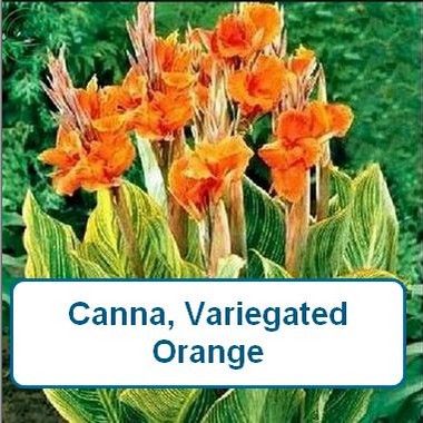 Canna, Variegated