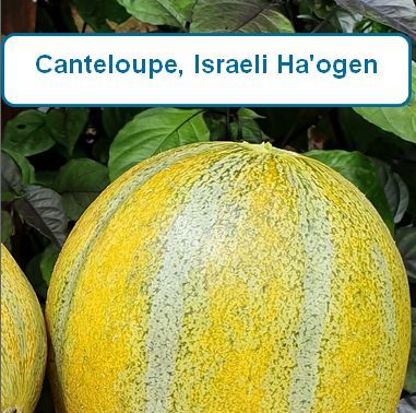 Canteloupe,Israeli (Ha'ogen)