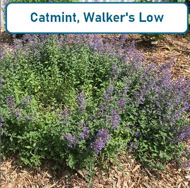 Catmint, Walkers Low