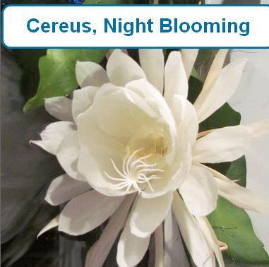 Cereus, Night Blooming