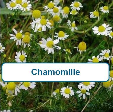 Chamomile