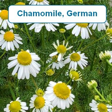 Chamomile, German