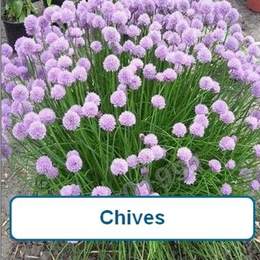 Chives
