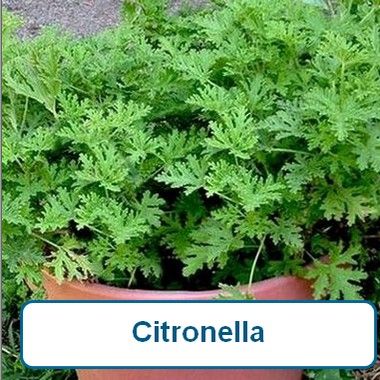 Citronella Plant
