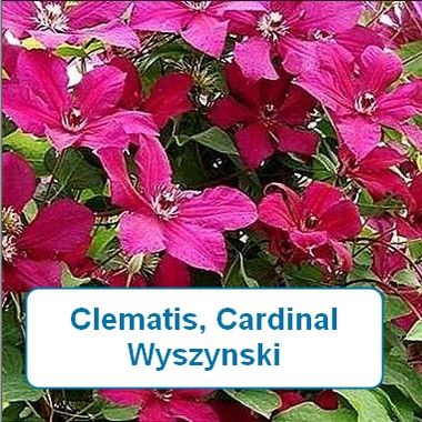 Clematis, Cardinal Wyszynski