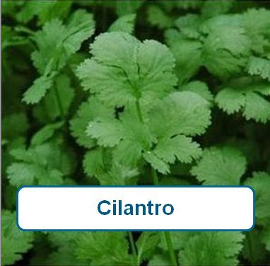 Cilantro