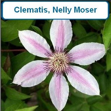 Clematis