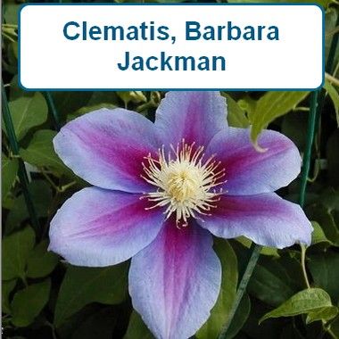 Clematis, Barbara Jackman