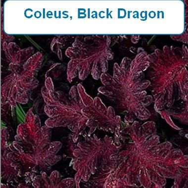 Coleus