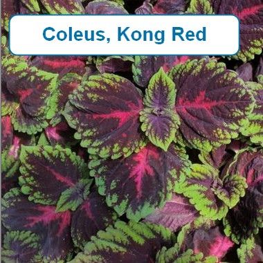 Coleus, Kong Red
