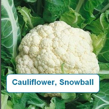 Cauliflower, Snowball