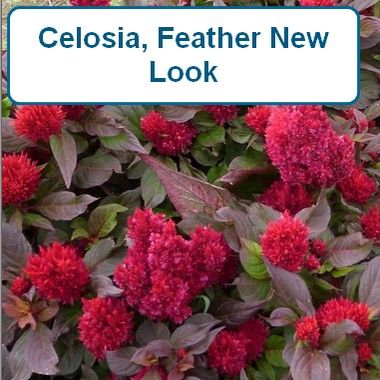 Celosia, Feather, New Look