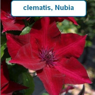Clematis