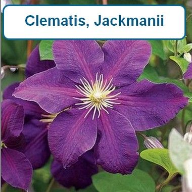 Clematis