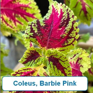 Coleus, Barbie Pink