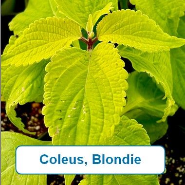 Coleus, Blondie