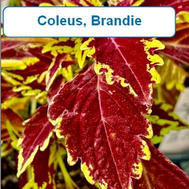Coleus, Brandie