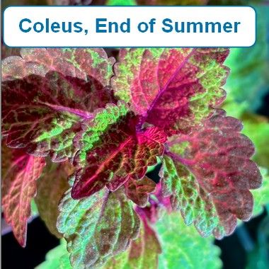 Coleus, End of Summer