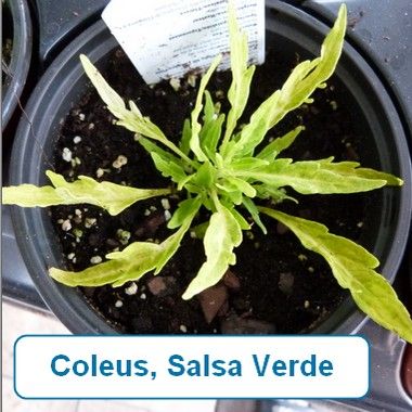 Coleus, Salsa Verde